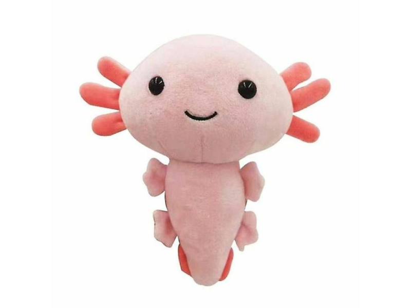 Axolotl, vodní dráček, růžový